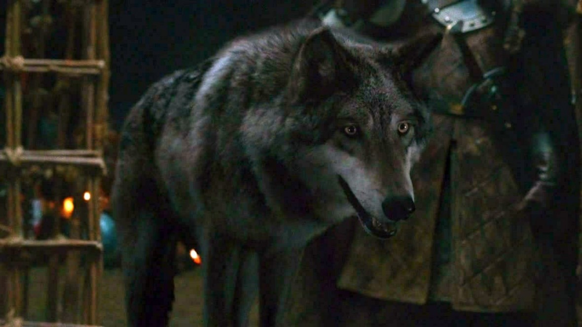 Los lobos de 'Game of Thrones' muy diferentes en la realidad - El Extremo  Sur